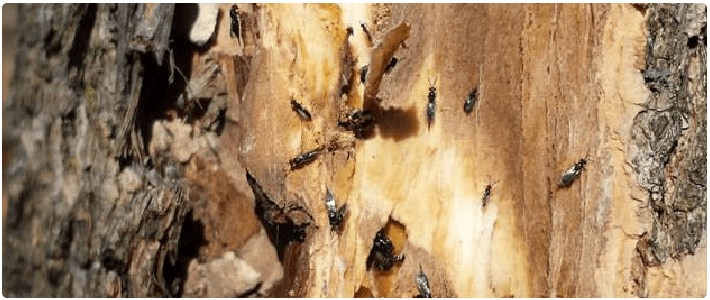 Termite Control Golden Grove